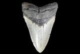 Megalodon Tooth - North Carolina #83969-1